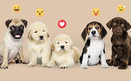 dog social media marketing strategy