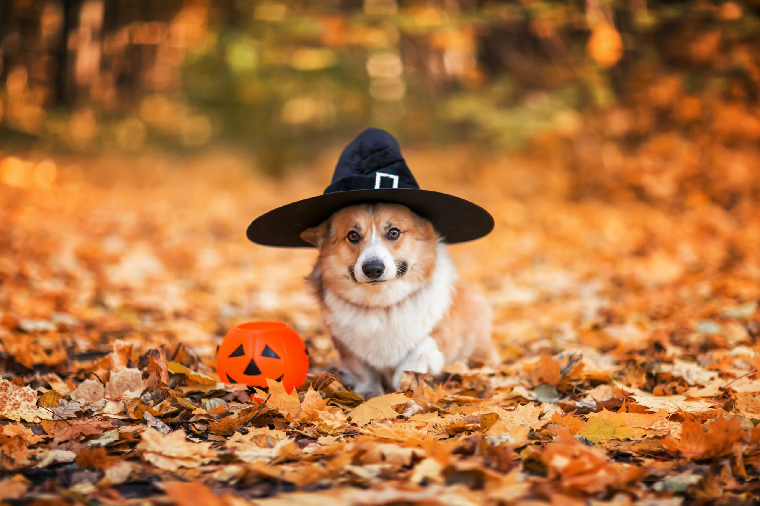cute corgi dog puppy in autumn sunny park walks in the Halloween witch 's cap