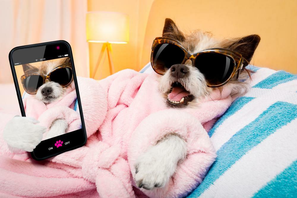 Have Fun With Your Veterinary Social Media Posts | LifeLearn