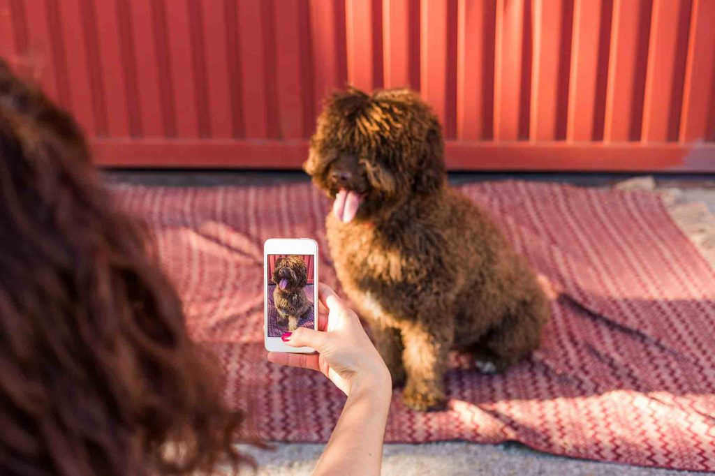 dog taking photos