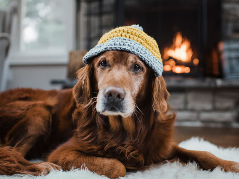 pet winter wellness