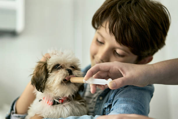 Partial view of veterinarian administering liquid medicine by oral syringe to Shih Tzu during its physical examination in animal hospital.