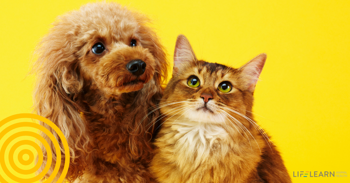 Why Some Pet Owners Don’t Make Veterinary Appointments: Strategies for Pet Health Reminders