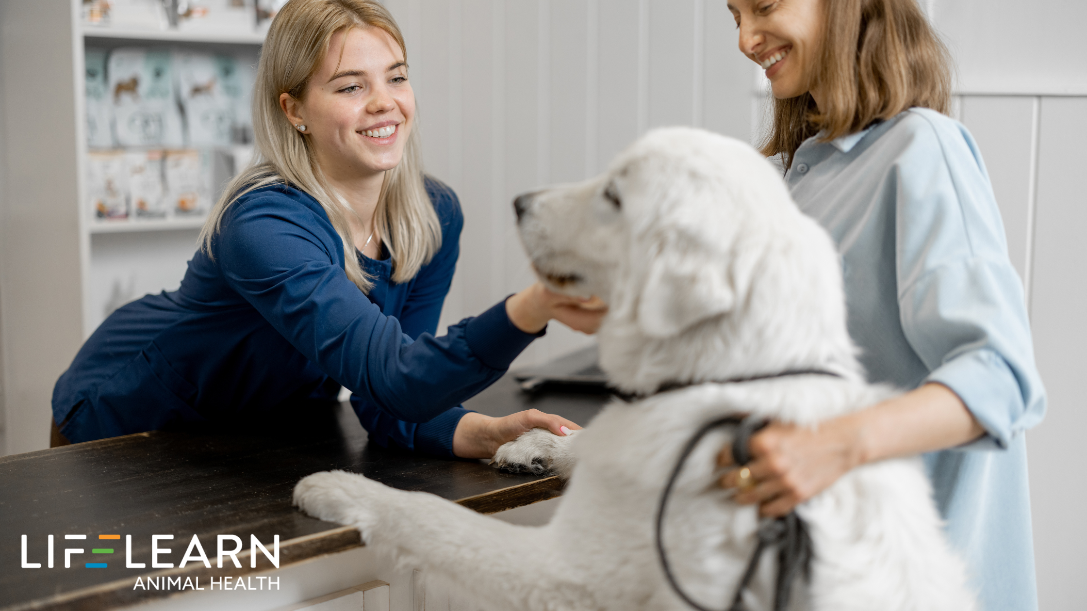 How to avoid Veterinary Ad Fatigue on Paid Social [Hacks + Strategy]