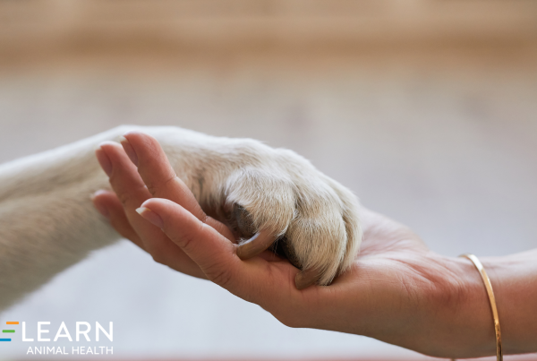 Pet Insurance Education