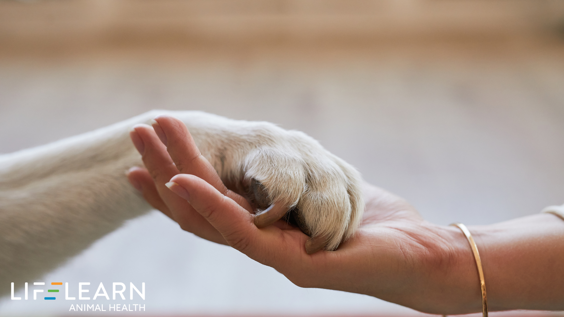 Understanding the Link Between Pet Insurance Education and Treatment Compliance