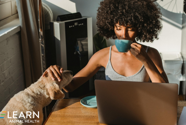 search intent for veterinary seo