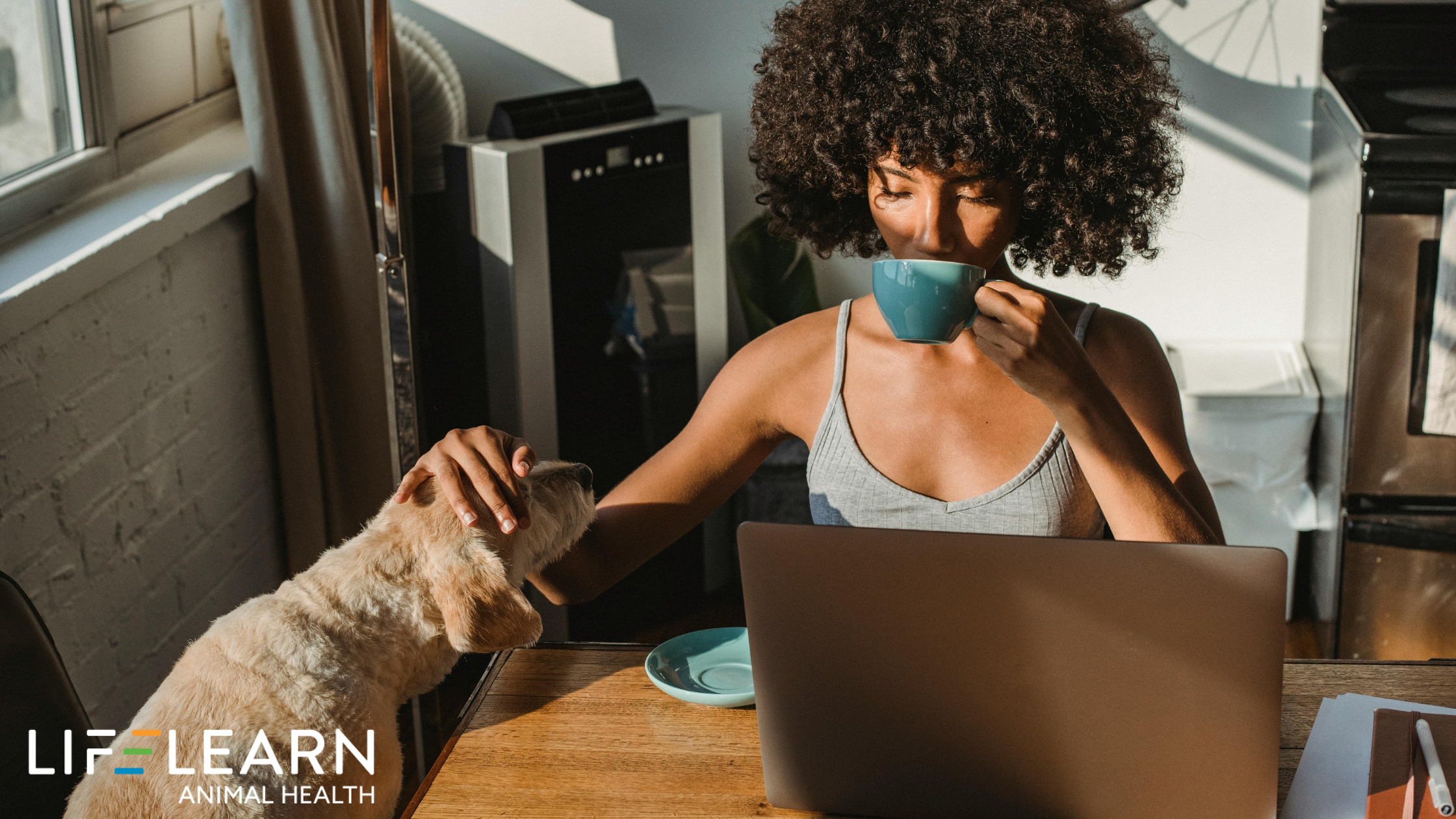 What Is Search Intent for Veterinary SEO? How to Identify It & Optimize for It