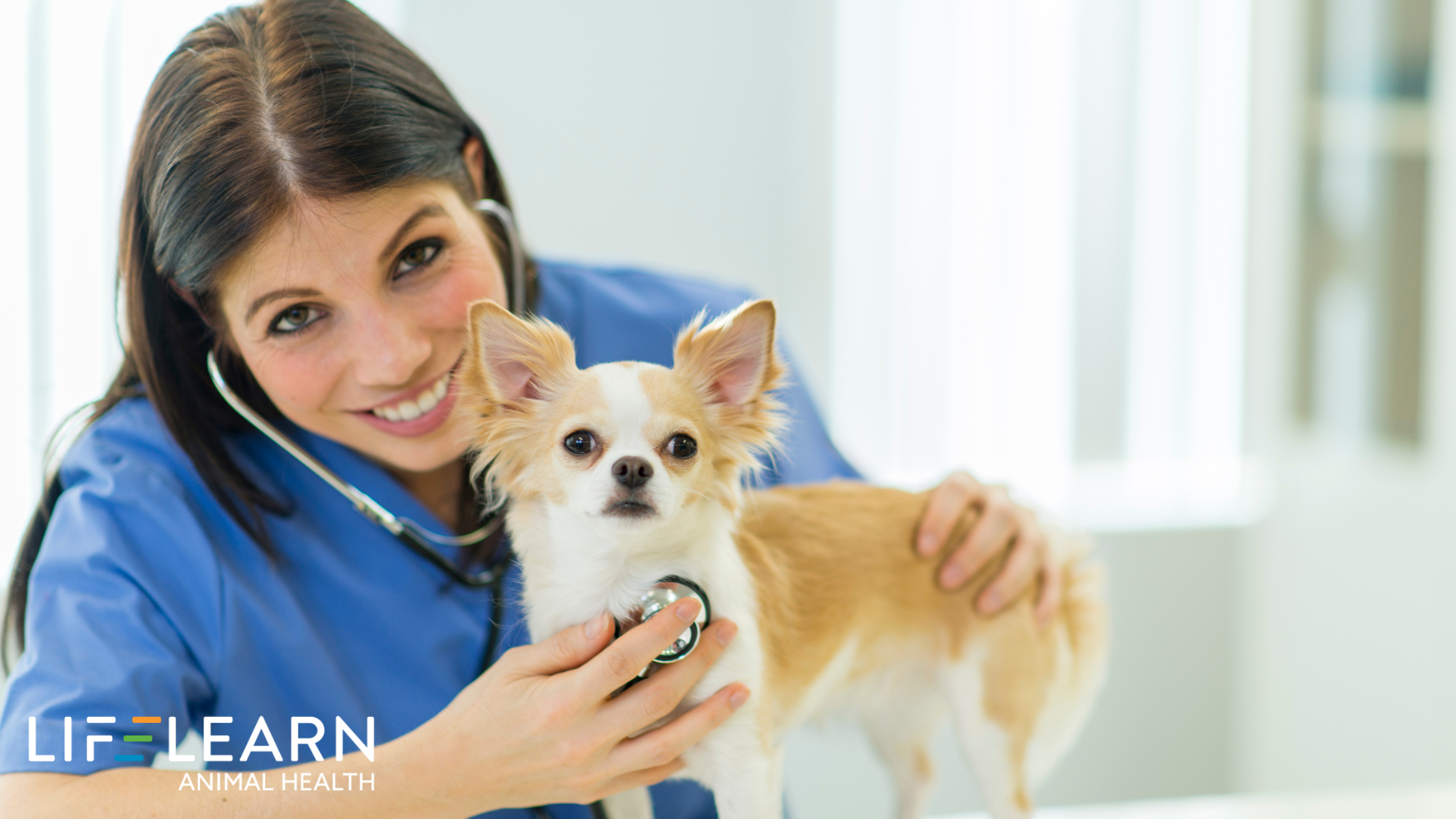 15 Key Veterinary Marketing Metrics to Track (and Why)