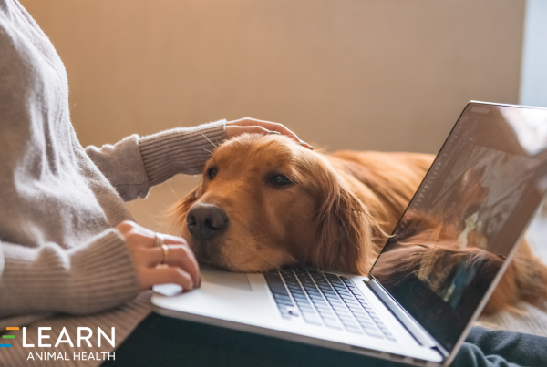 veterinary remarketing strategies