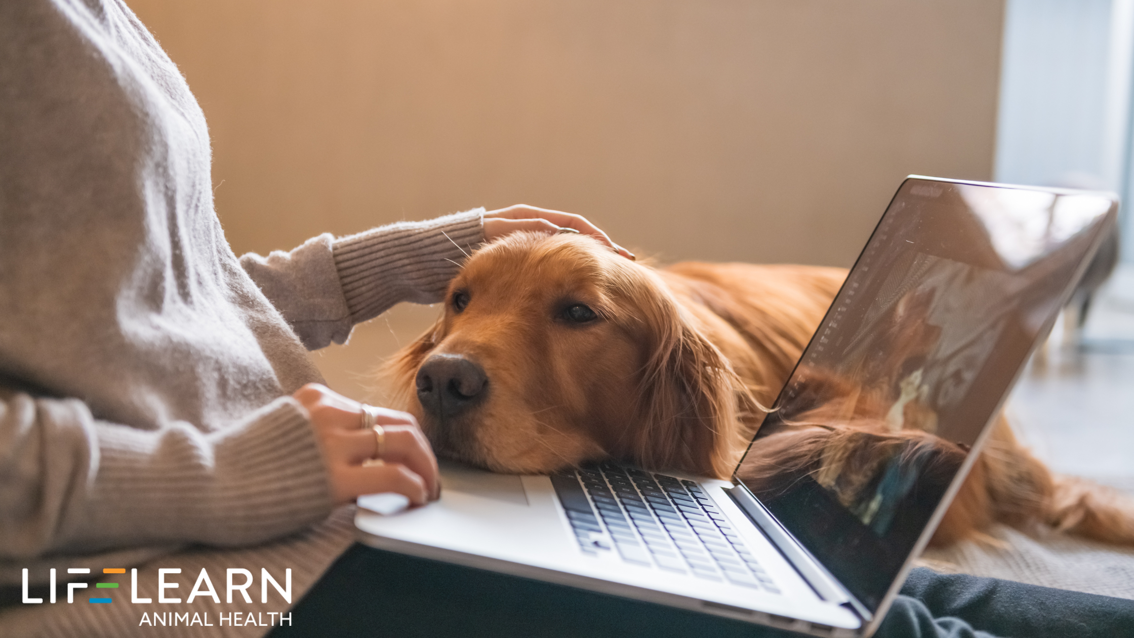 The Magic of Remarketing in Veterinary Client Acquisition