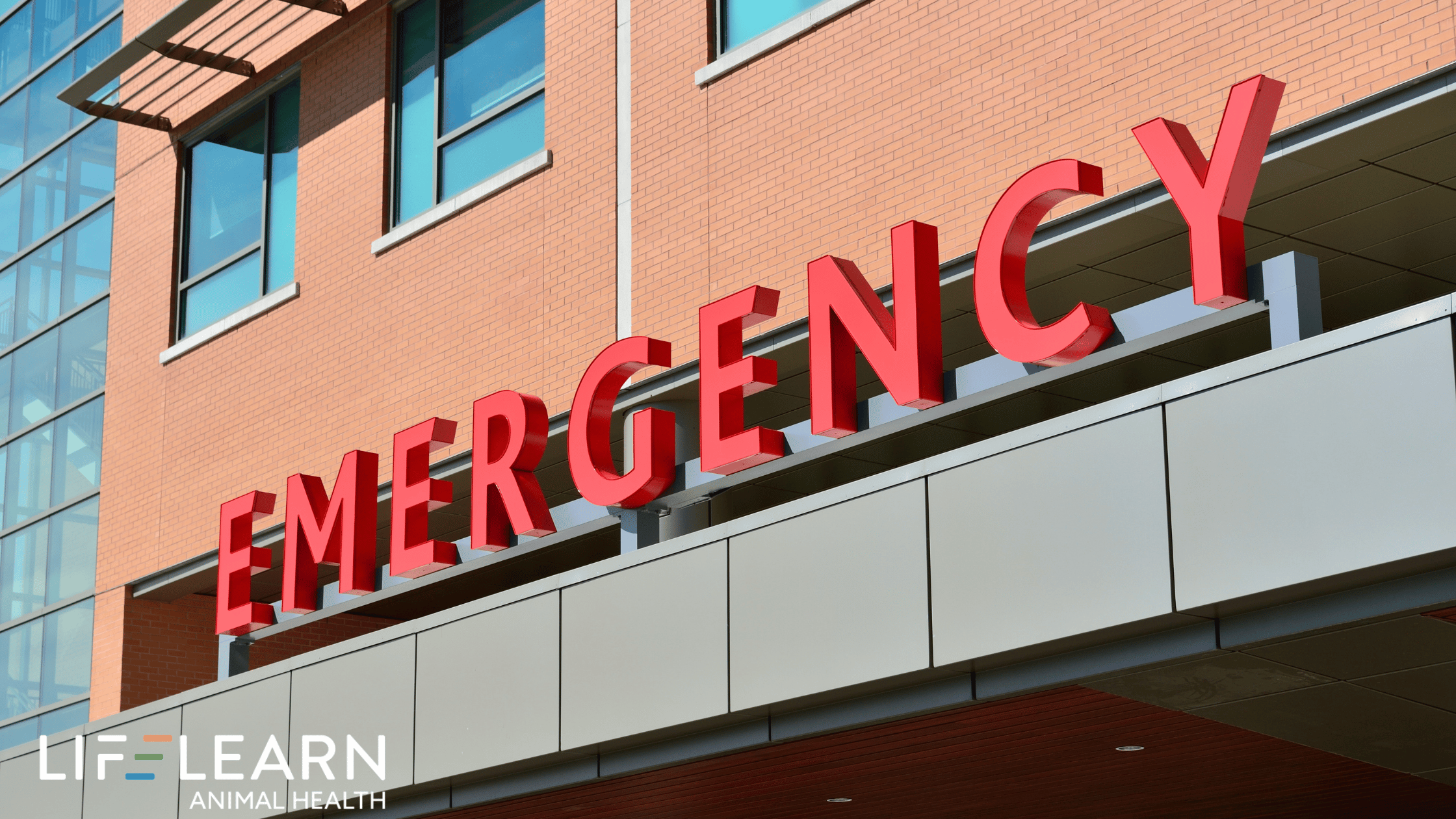 Optimizing Vet PPC for Emergency Care and Geo Targeting