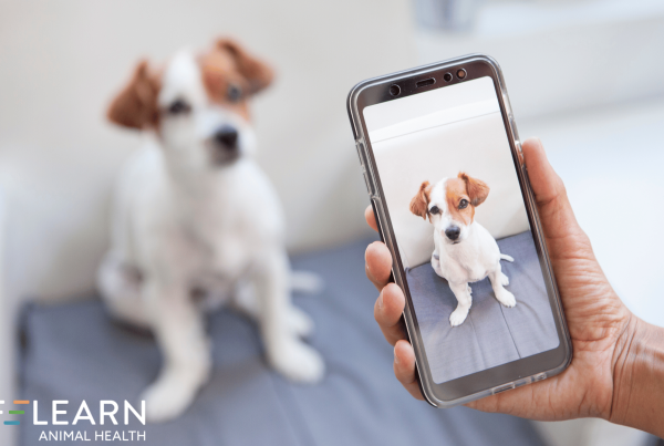 Instagram Reels Ideas for Veterinary Practices
