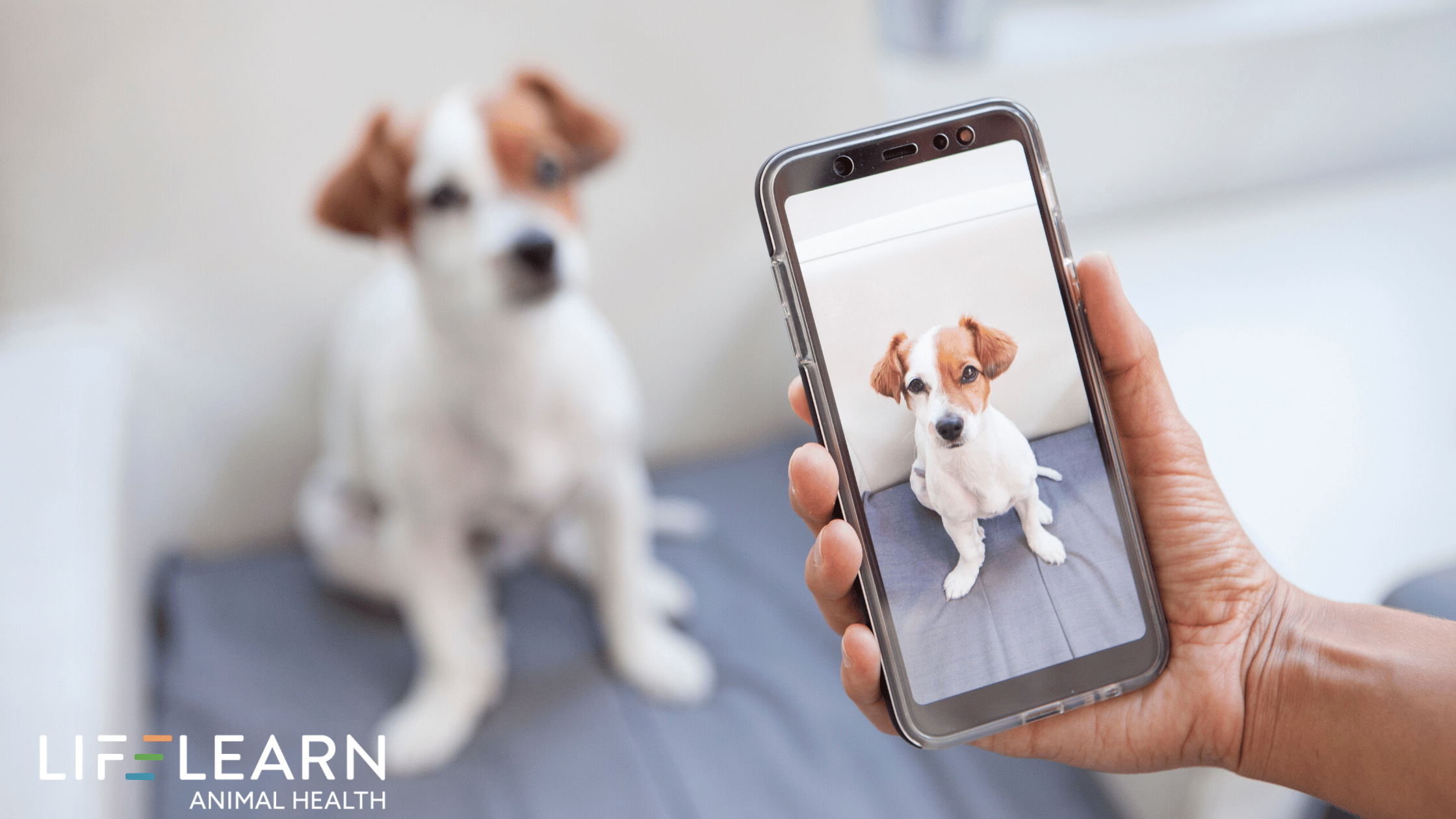 15+ Proven Instagram Reels Ideas for Veterinary Practices (2025 Guide)