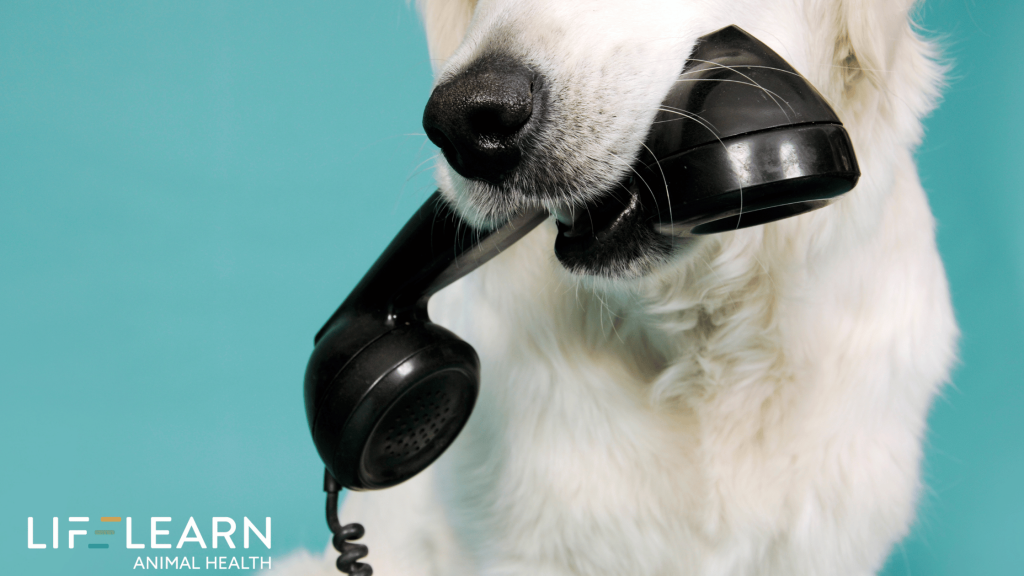 veterinary on-hold messaging