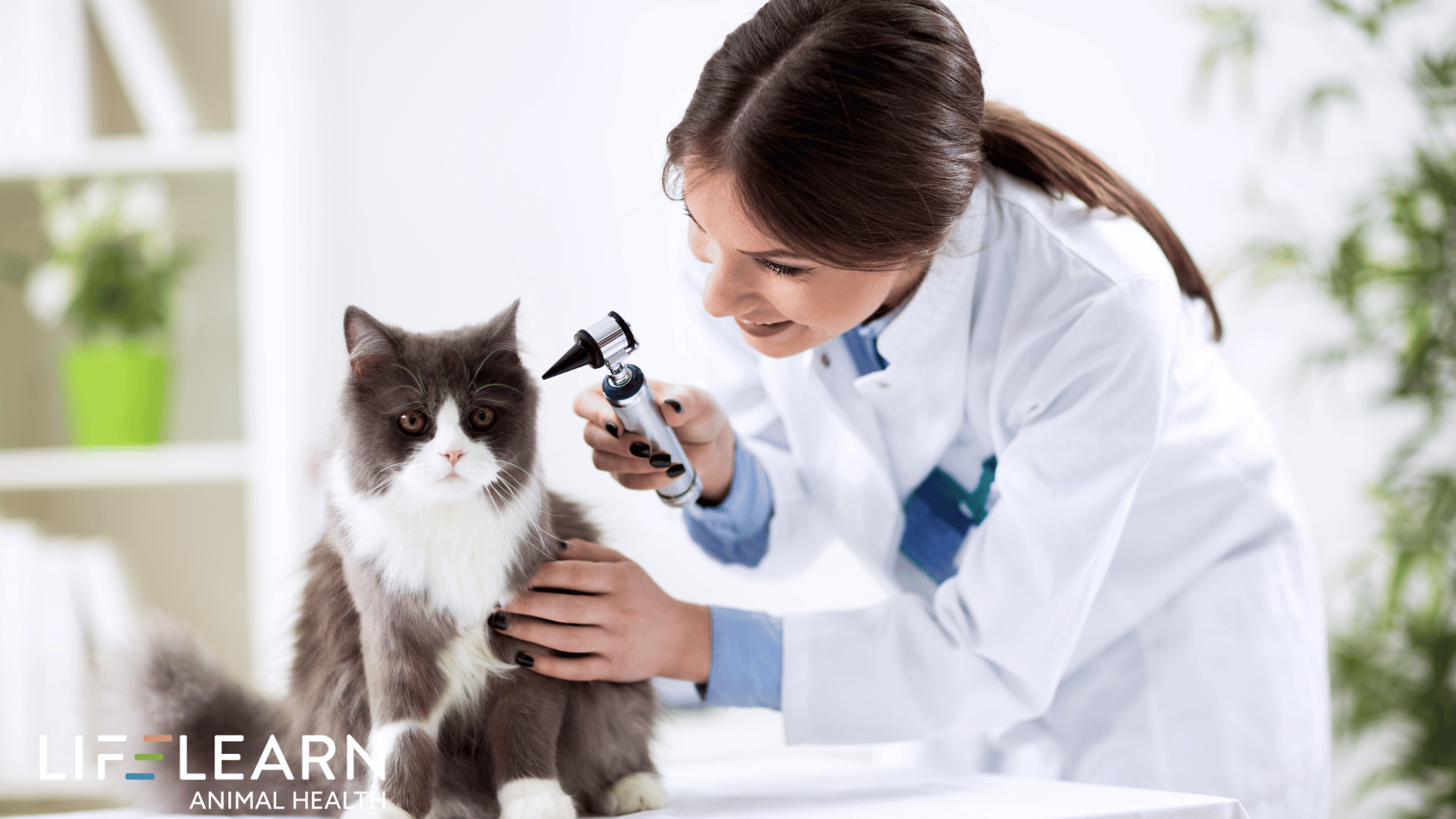 Pet Medication Compliance May Be Coming for Rhode Island Vets